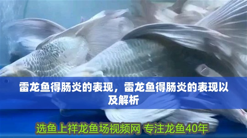 雷龍魚得腸炎的表現(xiàn)，雷龍魚得腸炎的表現(xiàn)以及解析