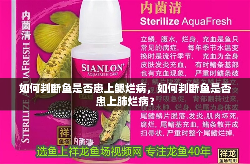 如何判斷魚是否患上鰓爛病，如何判斷魚是否患上肺爛病？