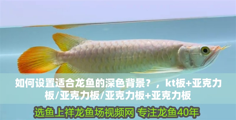 如何設置適合龍魚的深色背景?,kt板+亞克力板/亞克力板/亞克力板+亞克力板