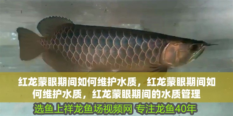 紅龍蒙眼期間如何維護水質,紅龍蒙眼期間如何維護水質,紅龍蒙眼期間的水質管理