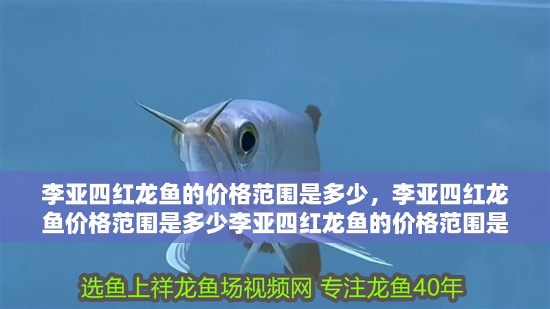 李亞四紅龍魚的價(jià)格范圍是多少，李亞四紅龍魚價(jià)格范圍是多少李亞四紅龍魚的價(jià)格范圍是多少