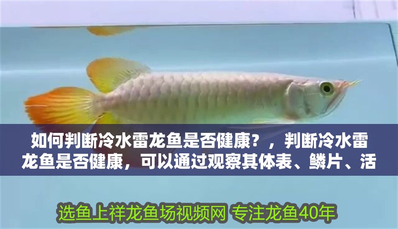 如何判斷冷水雷龍魚是否健康?,判斷冷水雷龍魚是否健康,可以通過觀察其體表、鱗片、活力和行為等方面來綜合評估