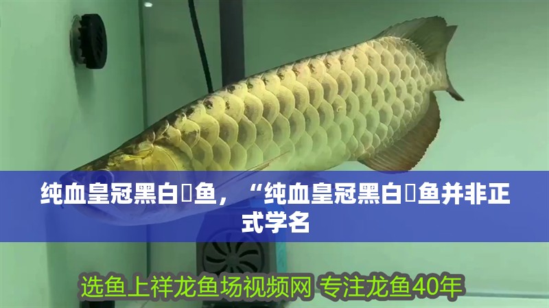 純血皇冠黑白魟魚,“純血皇冠黑白魟魚并非正式學名