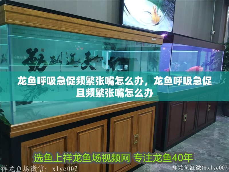 龍魚呼吸急促頻繁張嘴怎么辦,龍魚呼吸急促且頻繁張嘴怎么辦