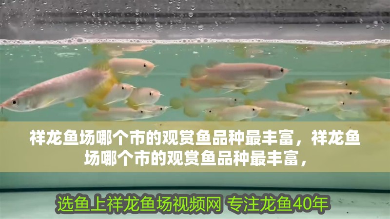祥龍魚場哪個市的觀賞魚品種最豐富，祥龍魚場哪個市的觀賞魚品種最豐富，