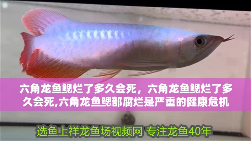 六角龍魚鰓爛了多久會死，六角龍魚鰓爛了多久會死,六角龍魚鰓部腐爛是嚴(yán)重的健康危機