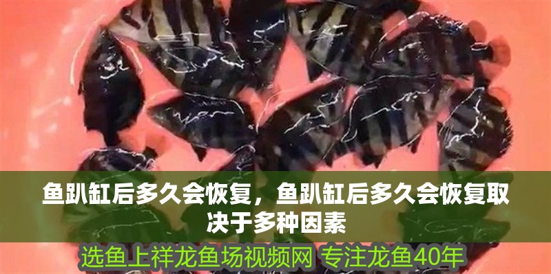 魚趴缸后多久會恢復,魚趴缸后多久會恢復取決于多種因素