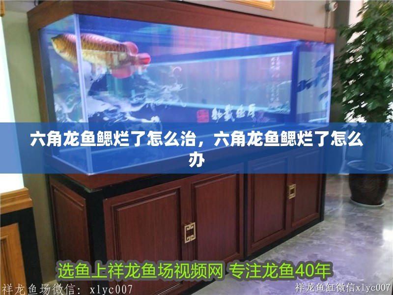 六角龍魚鰓爛了怎么治，六角龍魚鰓爛了怎么辦
