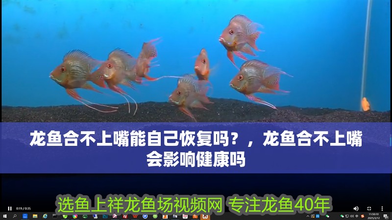 龍魚合不上嘴能自己恢復嗎?,龍魚合不上嘴會影響健康嗎