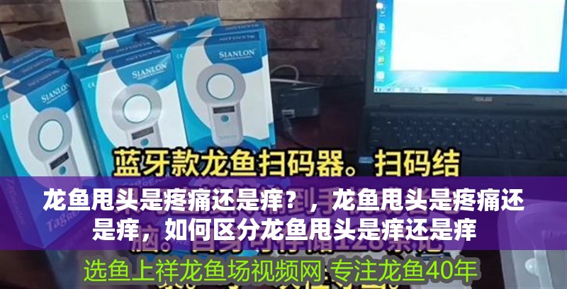 龍魚甩頭是疼痛還是癢？，龍魚甩頭是疼痛還是癢，如何區分龍魚甩頭是癢還是癢