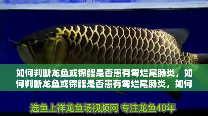 如何判斷龍魚或錦鯉是否患有霉爛尾腸炎，如何判斷龍魚或錦鯉是否患有霉爛尾腸炎，如何分別治療