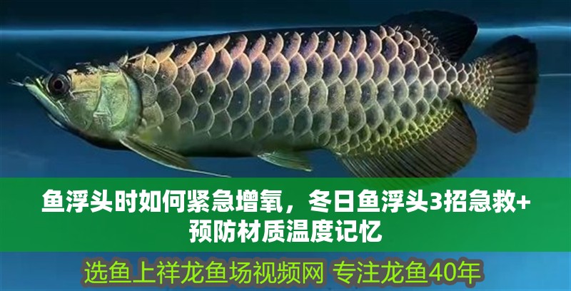 魚浮頭時(shí)如何緊急增氧,冬日魚浮頭3招急救+預(yù)防材質(zhì)溫度記憶