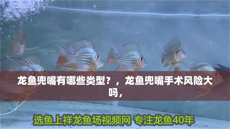 龍魚兜嘴有哪些類型?,龍魚兜嘴手術風險大嗎,