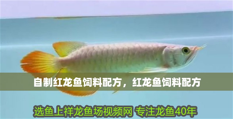 自制紅龍魚飼料配方，紅龍魚飼料配方
