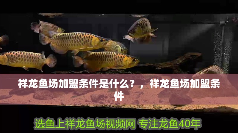 祥龍魚場加盟條件是什么？，祥龍魚場加盟條件