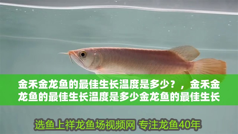金禾金龍魚的最佳生長溫度是多少？，金禾金龍魚的最佳生長溫度是多少金龍魚的最佳生長溫度是多少