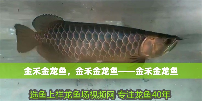 金禾金龍魚，金禾金龍魚——金禾金龍魚
