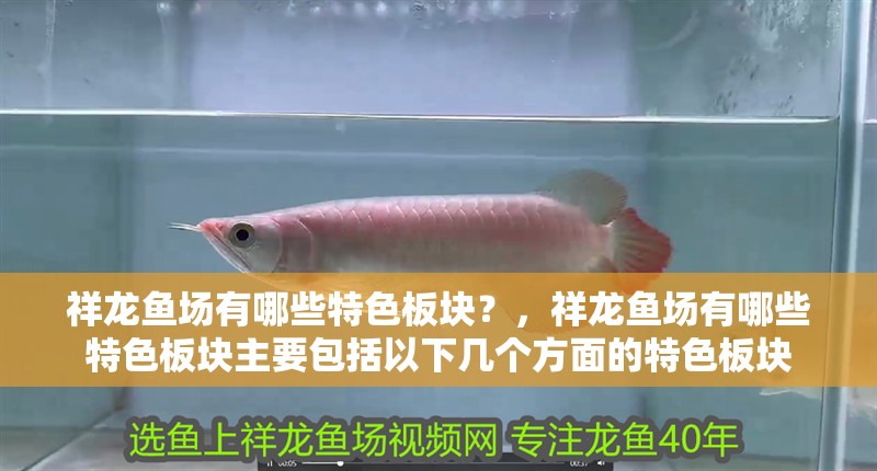 祥龍魚場有哪些特色板塊？，祥龍魚場有哪些特色板塊主要包括以下幾個方面的特色板塊