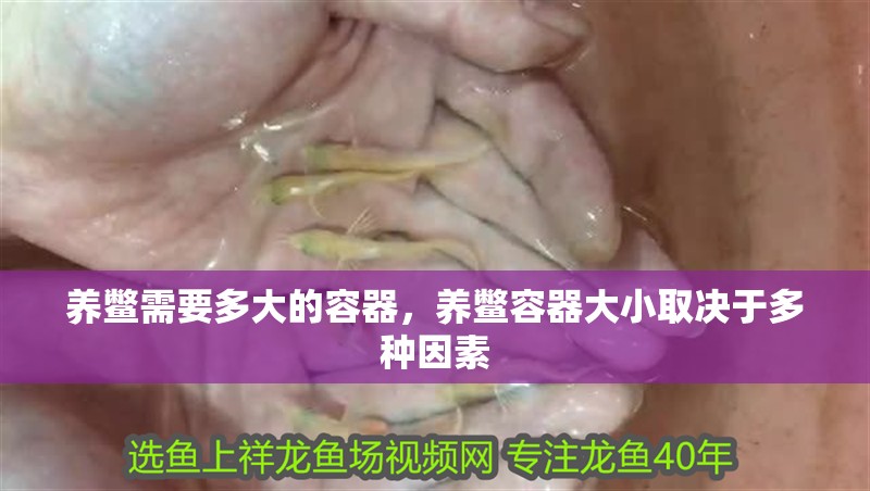 養(yǎng)鱉需要多大的容器，養(yǎng)鱉容器大小取決于多種因素