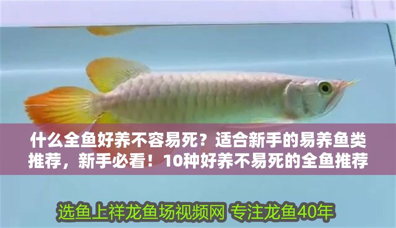 什么全魚好養不容易死？適合新手的易養魚類推薦，新手必看！10種好養不易死的全魚推薦