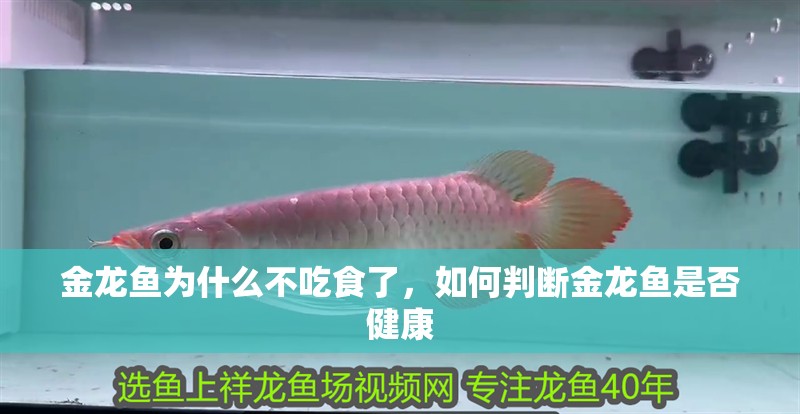 金龍魚為什么不吃食了,如何判斷金龍魚是否健康