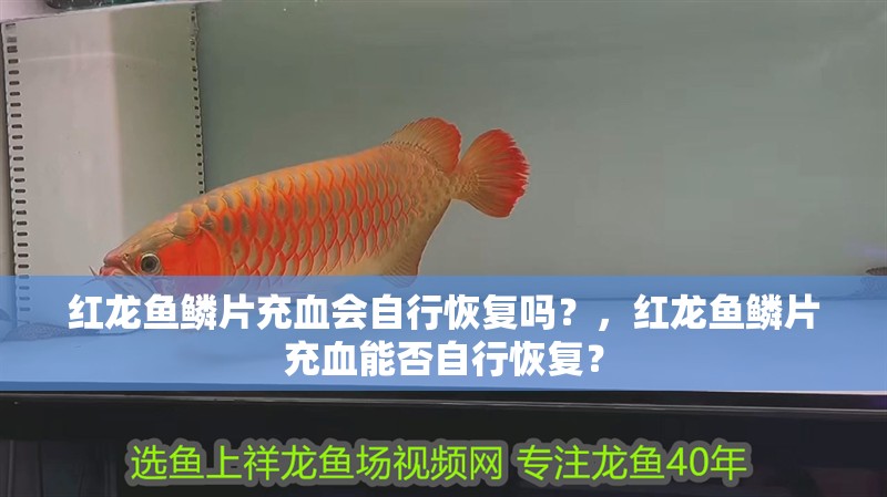 紅龍魚鱗片充血會自行恢復嗎？，紅龍魚鱗片充血能否自行恢復？