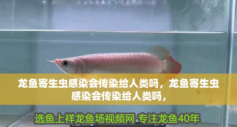 龍魚寄生蟲感染會傳染給人類嗎，龍魚寄生蟲感染會傳染給人類嗎，