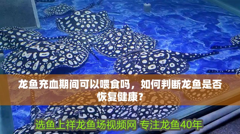 龍魚(yú)充血期間可以喂食嗎，如何判斷龍魚(yú)是否恢復(fù)健康？