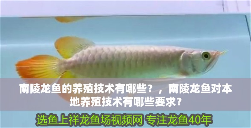 南陵龍魚的養殖技術有哪些？，南陵龍魚對本地養殖技術有哪些要求？