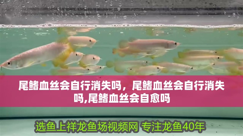 尾鰭血絲會自行消失嗎,尾鰭血絲會自行消失嗎,尾鰭血絲會自愈嗎