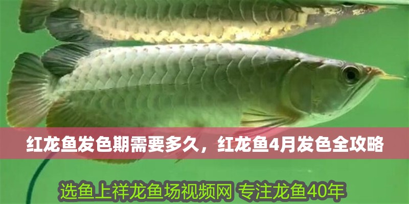 紅龍魚發色期需要多久，紅龍魚4月發色全攻略