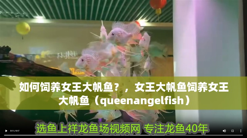 如何飼養(yǎng)女王大帆魚(yú)？，女王大帆魚(yú)飼養(yǎng)女王大帆魚(yú)（queenangelfish）