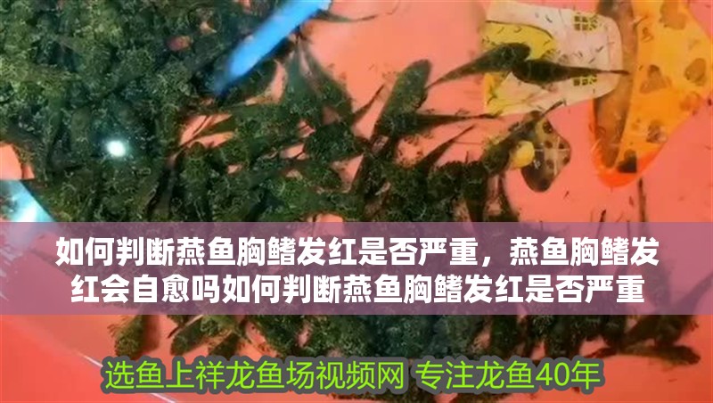 如何判斷燕魚胸鰭發紅是否嚴重,燕魚胸鰭發紅會自愈嗎如何判斷燕魚胸鰭發紅是否嚴重