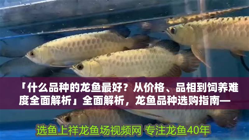 「什么品種的龍魚(yú)最好？從價(jià)格、品相到飼養(yǎng)難度全面解析」全面解析，龍魚(yú)品種選購(gòu)指南——價(jià)格、品相與飼養(yǎng)難度全攻略