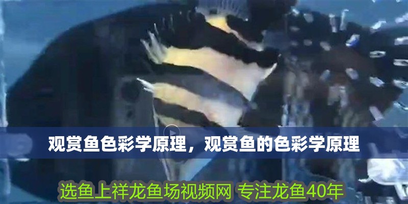觀賞魚色彩學(xué)原理，觀賞魚的色彩學(xué)原理
