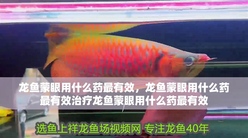 龍魚蒙眼用什么藥最有效，龍魚蒙眼用什么藥最有效治療龍魚蒙眼用什么藥最有效