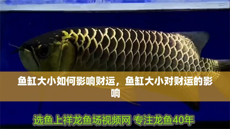 魚缸大小如何影響財運，魚缸大小對財運的影響
