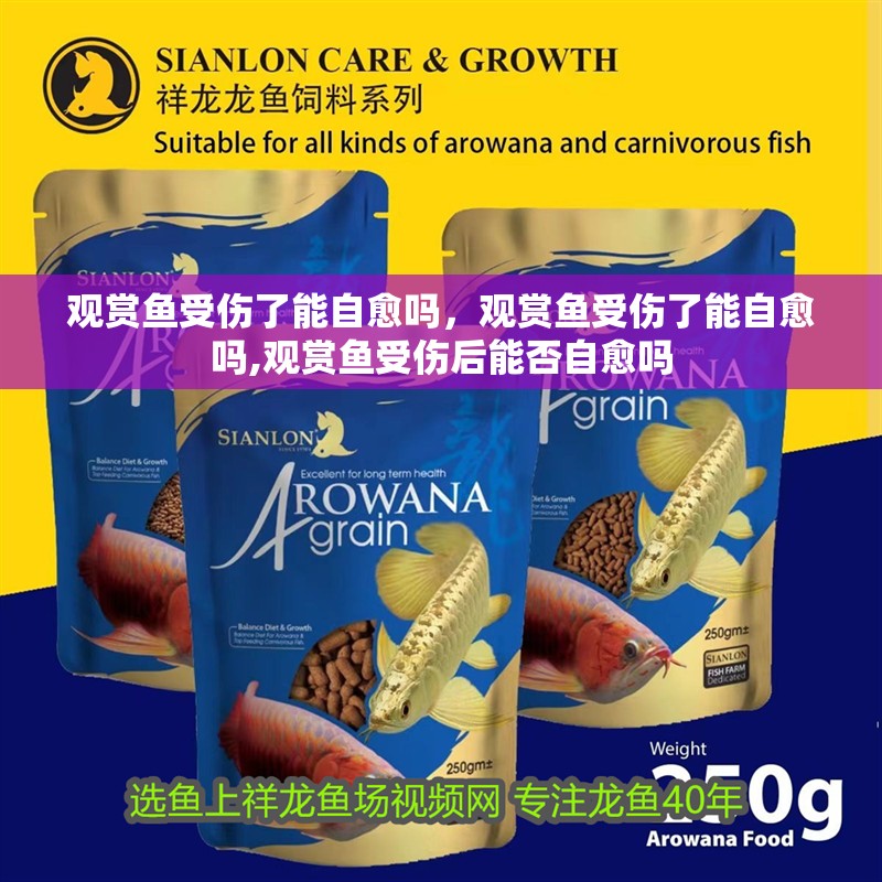 觀賞魚受傷了能自愈嗎，觀賞魚受傷了能自愈嗎,觀賞魚受傷后能否自愈嗎
