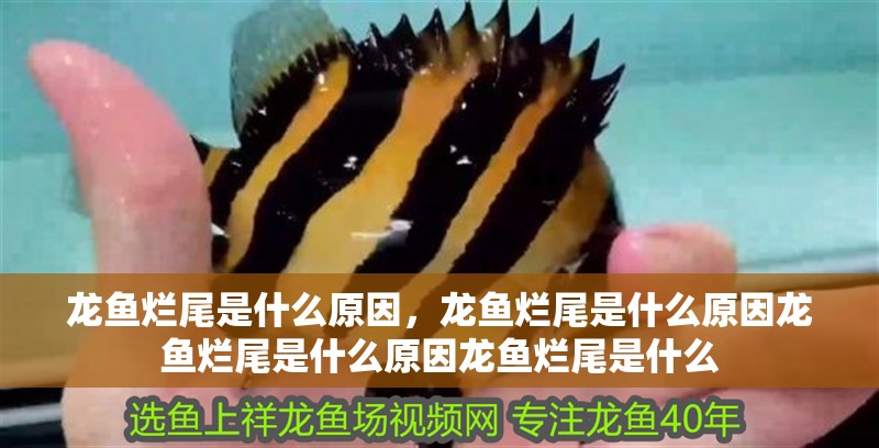 龍魚爛尾是什么原因，龍魚爛尾是什么原因龍魚爛尾是什么原因龍魚爛尾是什么
