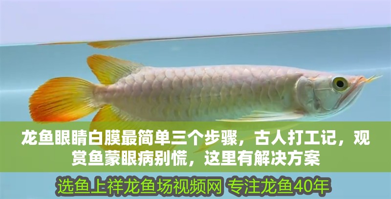 龍魚眼睛白膜最簡單三個步驟，古人打工記，觀賞魚蒙眼病別慌，這里有解決方案