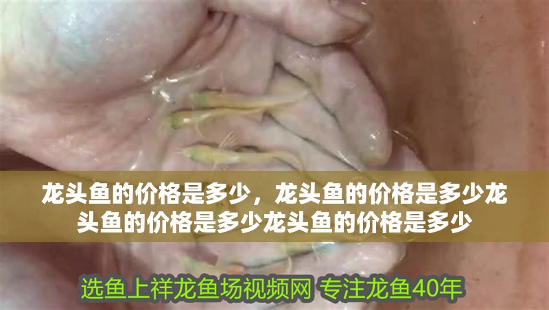 龍頭魚的價格是多少，龍頭魚的價格是多少龍頭魚的價格是多少龍頭魚的價格是多少
