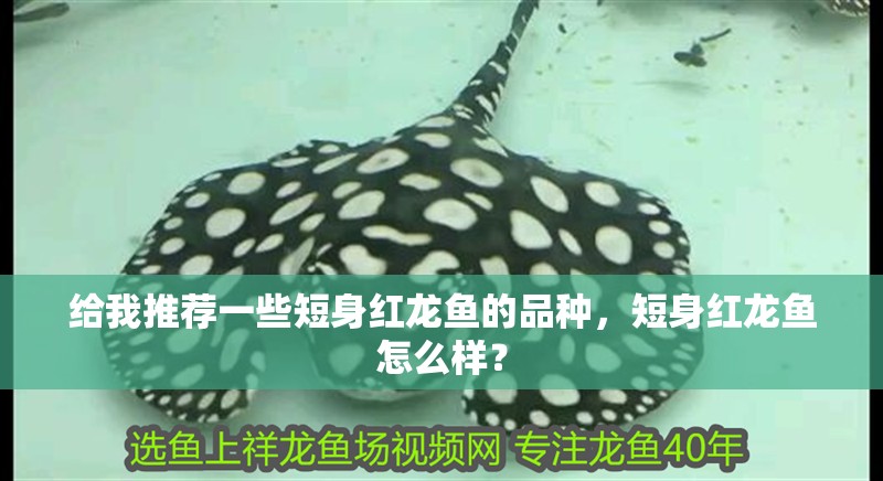 給我推薦一些短身紅龍魚的品種,短身紅龍魚怎么樣?