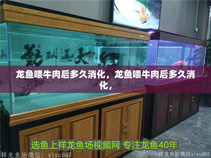 龍魚(yú)喂牛肉后多久消化,龍魚(yú)喂牛肉后多久消化,