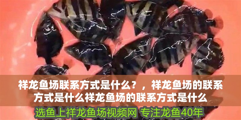 祥龍魚場聯系方式是什么?,祥龍魚場的聯系方式是什么祥龍魚場的聯系方式是什么