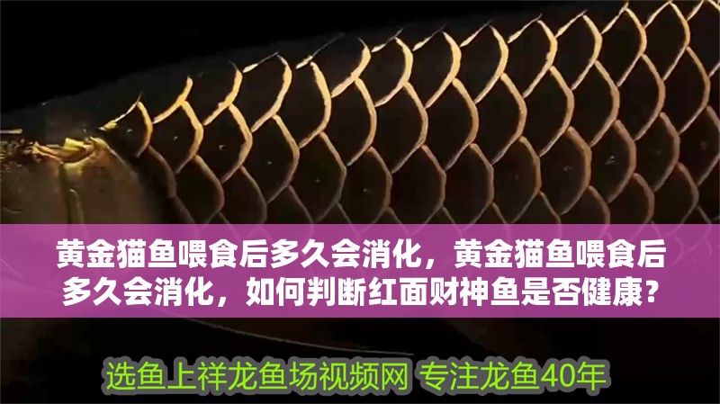 黃金貓魚喂食后多久會消化,黃金貓魚喂食后多久會消化,如何判斷紅面財神魚是否健康?