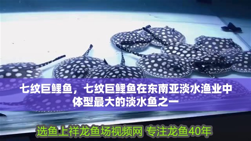 七紋巨鯉魚,七紋巨鯉魚在東南亞淡水漁業(yè)中體型最大的淡水魚之一