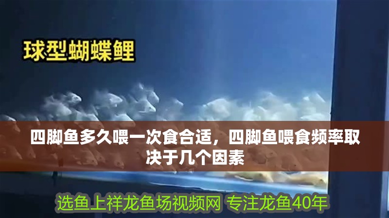 四腳魚多久喂一次食合適，四腳魚喂食頻率取決于幾個因素