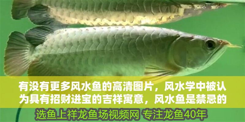 有沒有更多風水魚的高清圖片，風水學中被認為具有招財進寶的吉祥寓意，風水魚是禁忌的