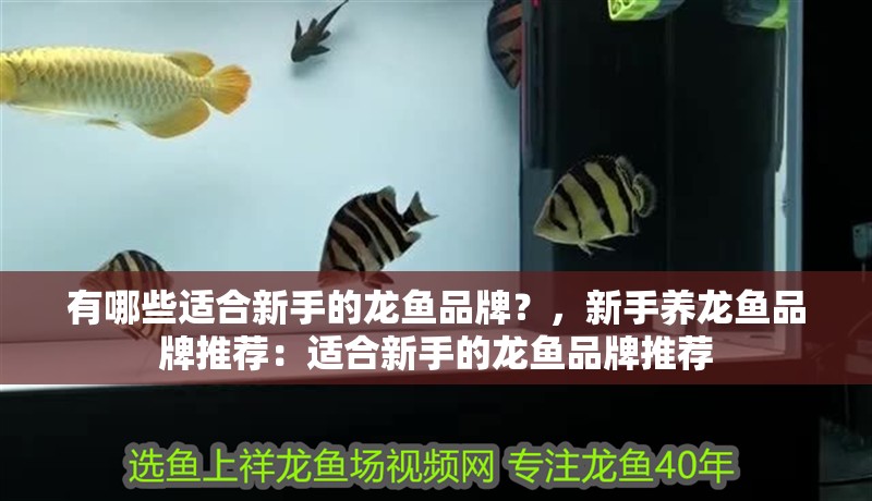 有哪些適合新手的龍魚品牌?,新手養龍魚品牌推薦:適合新手的龍魚品牌推薦
