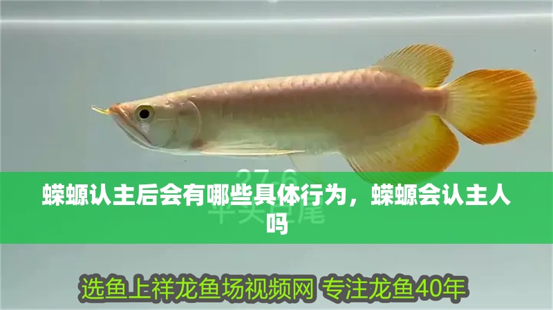 蠑螈認主后會有哪些具體行為,蠑螈會認主人嗎